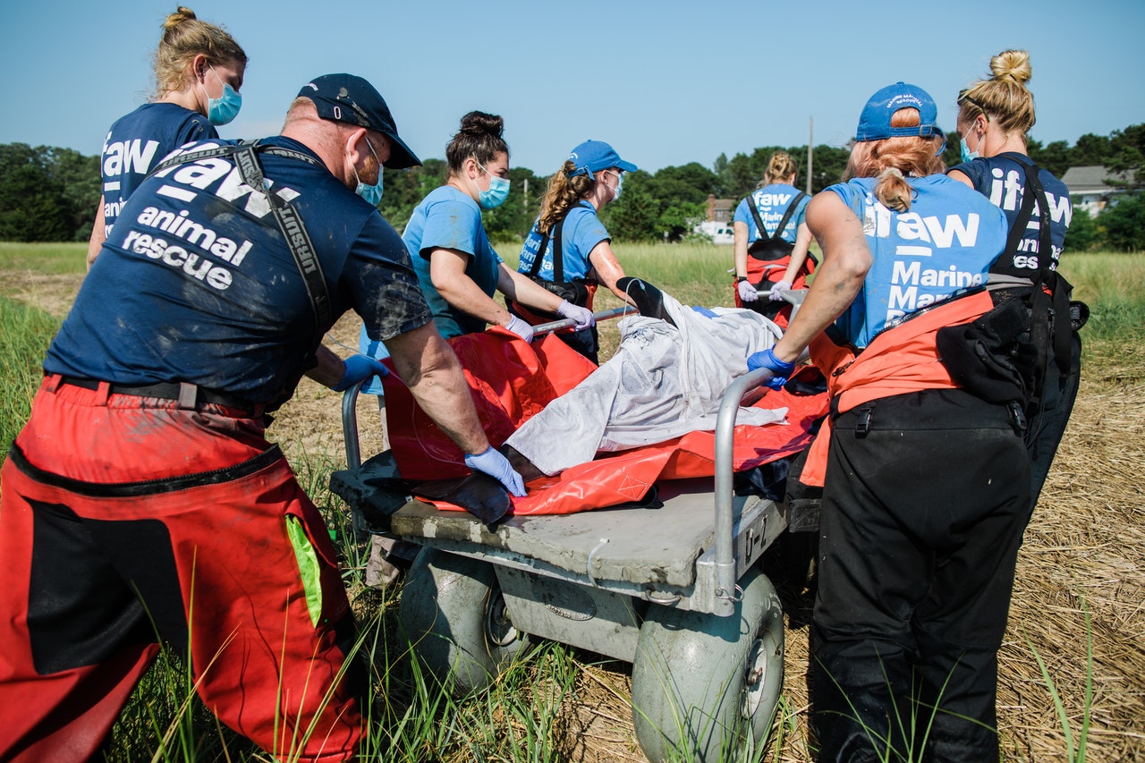 Dolphin being rescued by animal welfare fund